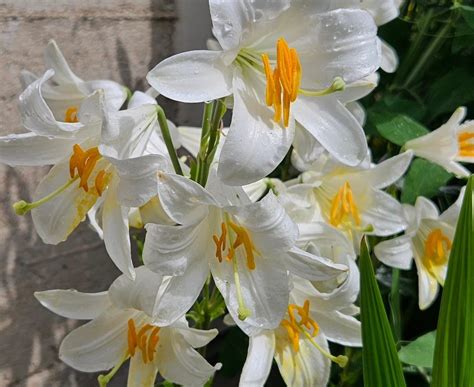 azucena flower|Azucena Flowers: Symbolism and Growing Tips .